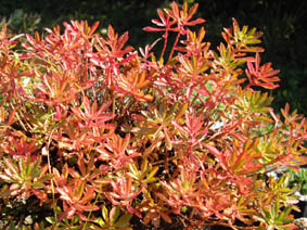 Sedum sichotense